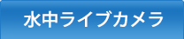 水中ライブカメラ